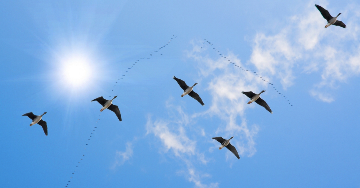 Migration is Not Just for Birds: 5 Reasons to Migrate from PeopleSoft to Dynamics 365
