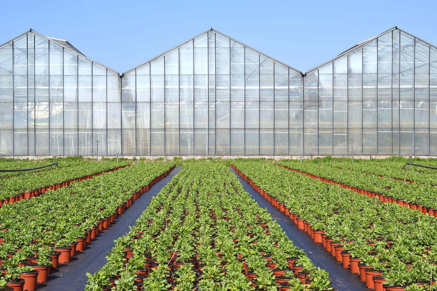 Business solutions for greenhouse growers and horticulture industry