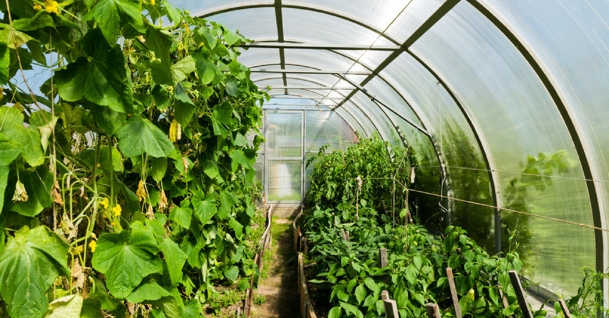 Greenhouse management software: production and labor costs
