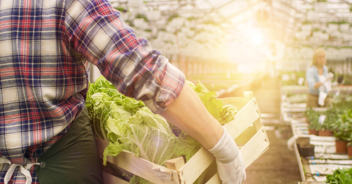 Greenhouse Growers: How to More Efficiently Pick, Pack, and Ship