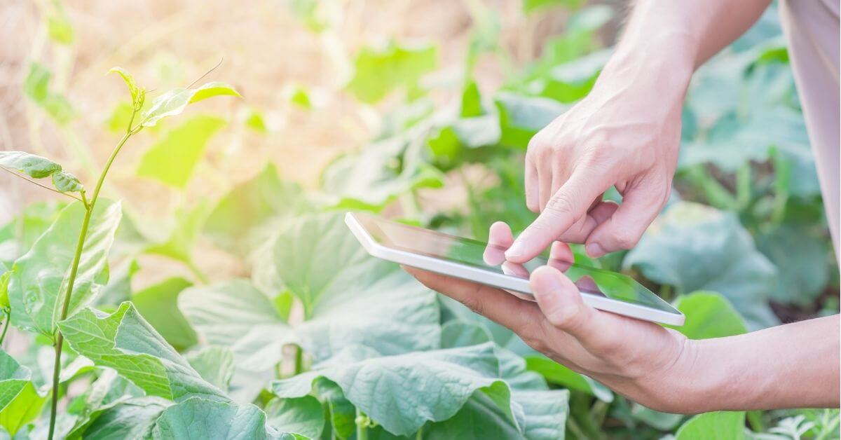 The Top Three Challenges of a Legacy Greenhouse Grower Software Solution