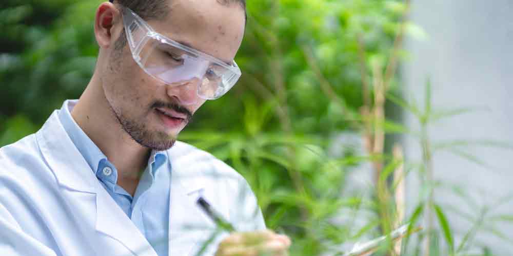 Scientist inspecting cannabis plant
