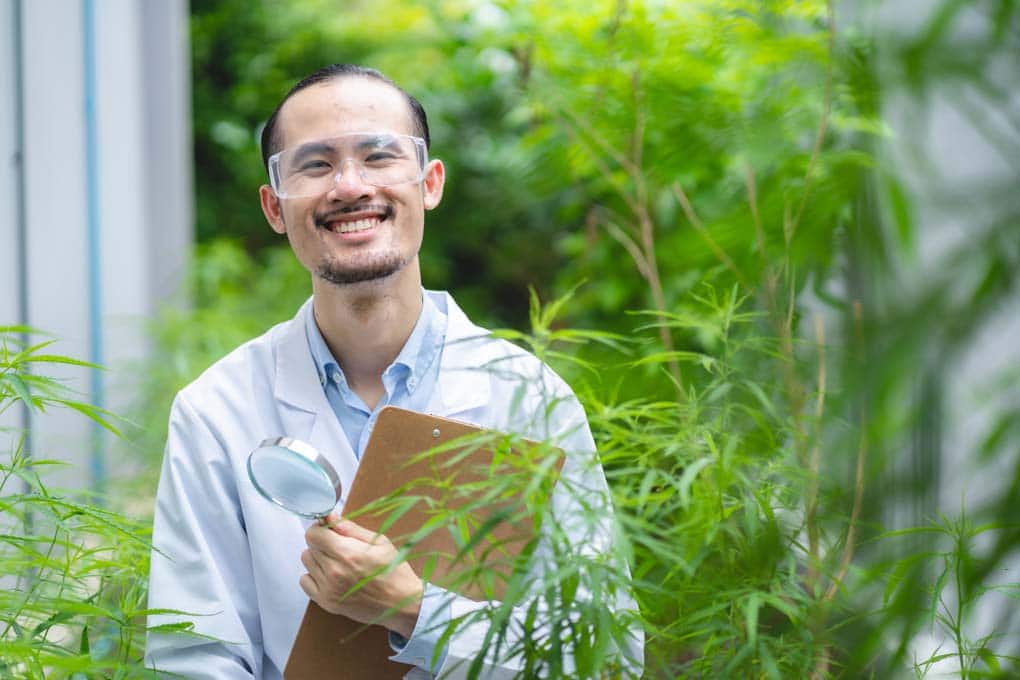 What Makes Great Cannabis Company