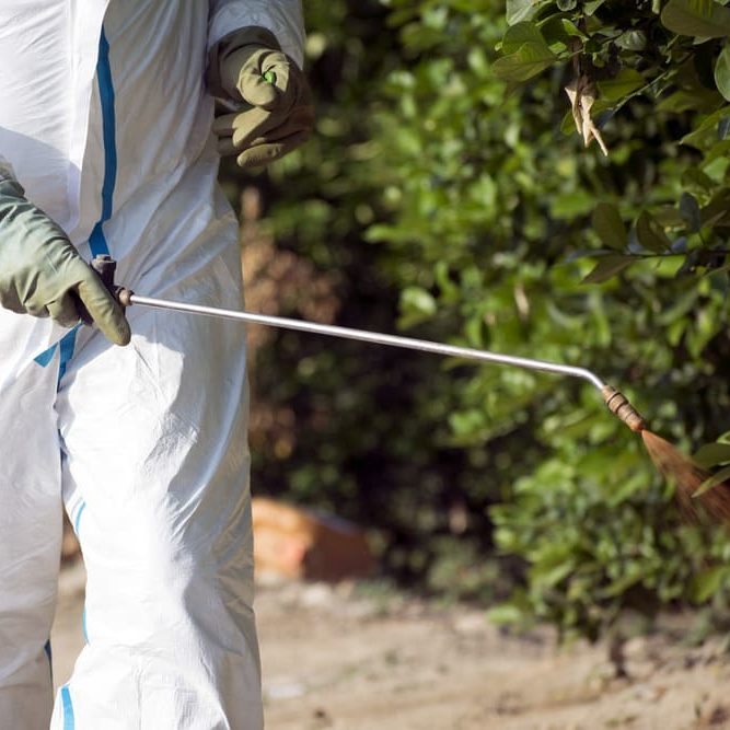 Spraying pesticide on plants