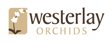 Westerlay Orchids