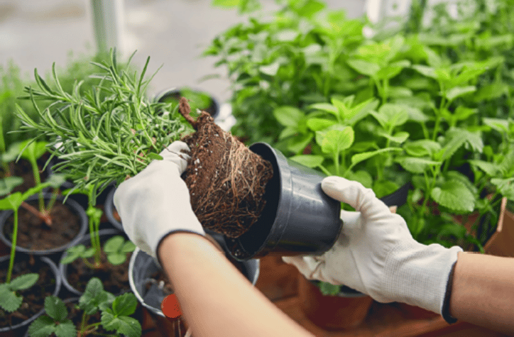 Potting plant nursery flowers
