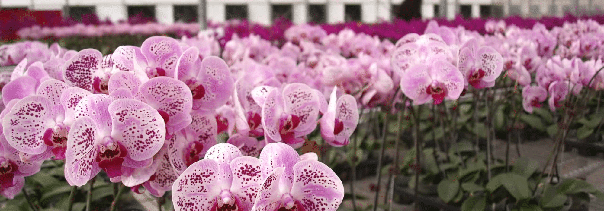 Pink Flowers