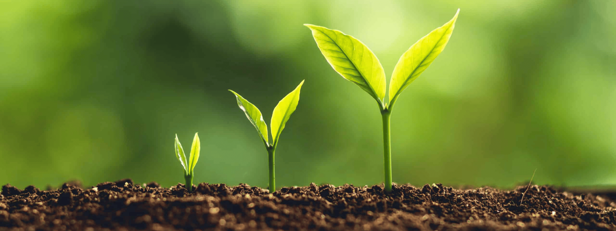 plants growing up