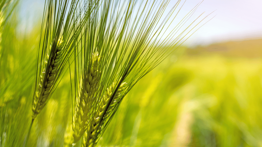 beautiful field of wheat