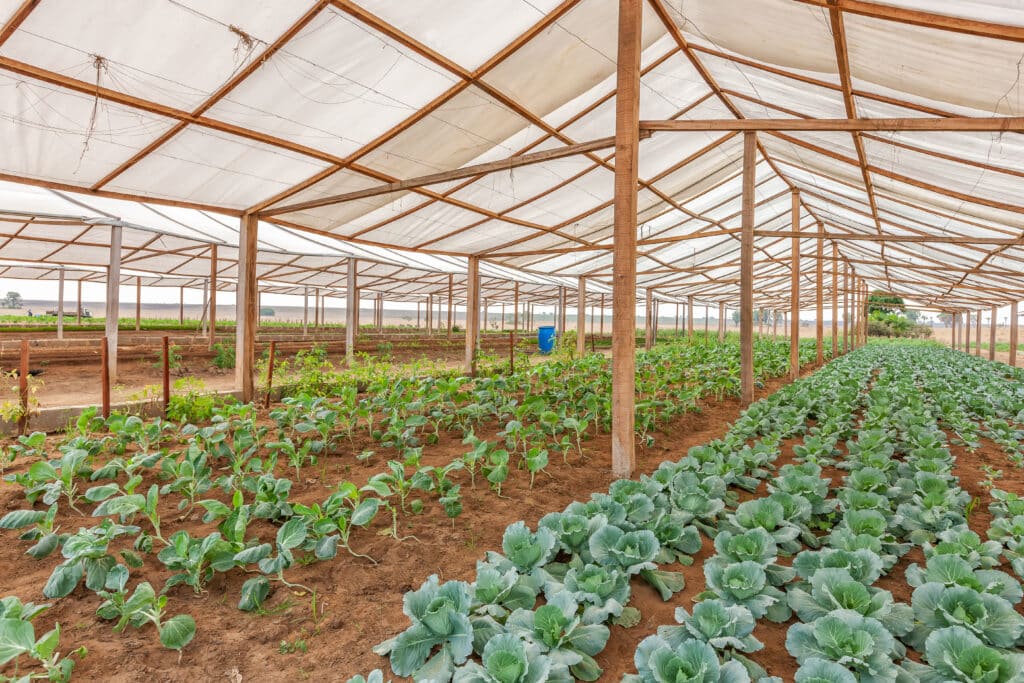 Inside view greenhouse