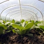 greenhouse