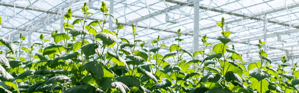 Green cucumber plants growing in glasshouse