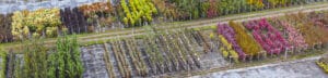 Freedom Tree Farms