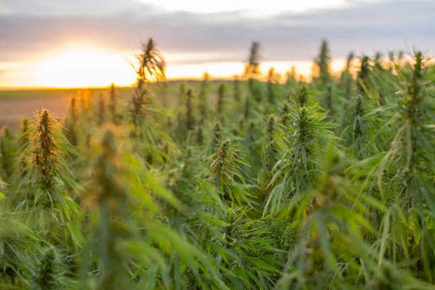 Mastering Cannabis Operations: Five Steps to Financial Success