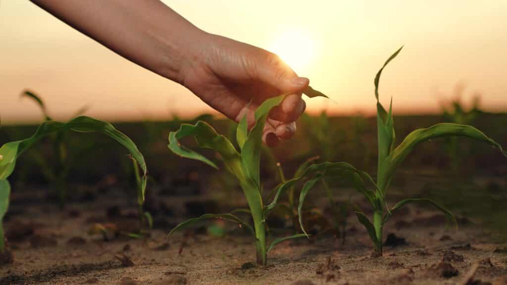 Production Planning and Production Execution for greenhouse growers
