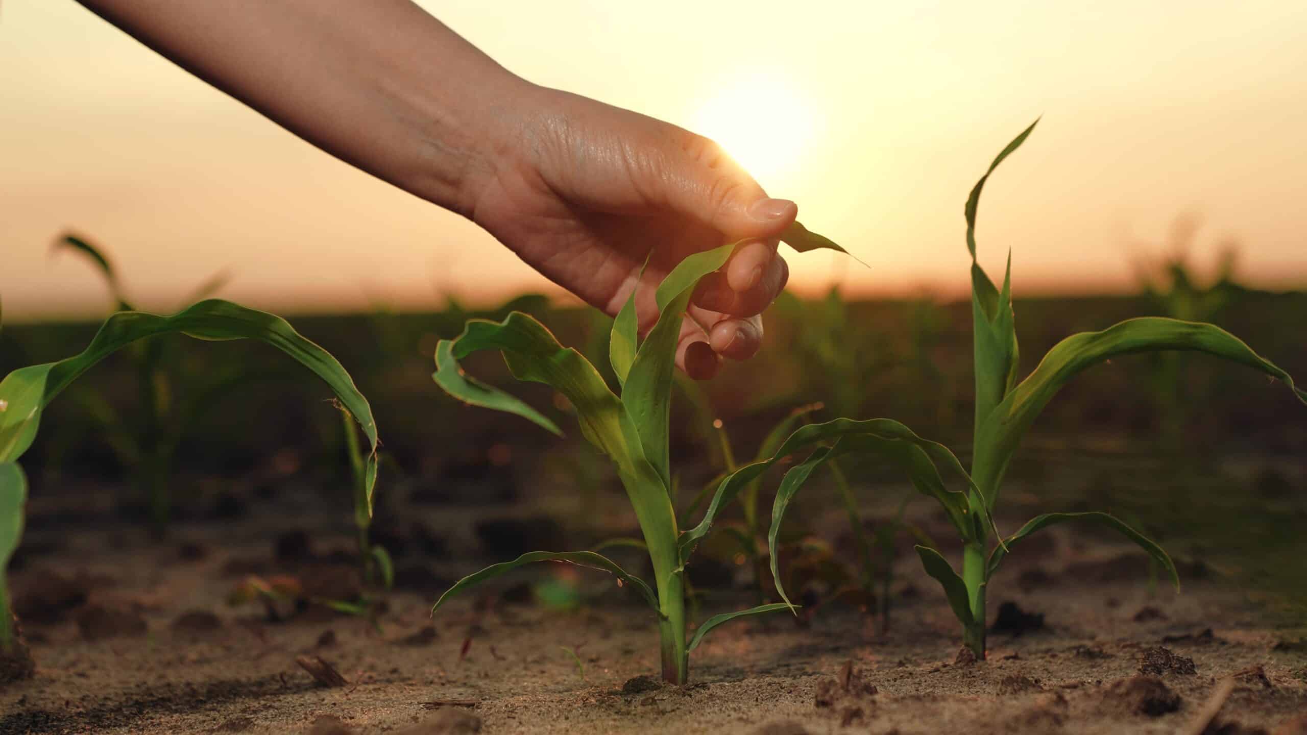 Production Planning and Production Execution for greenhouse growers