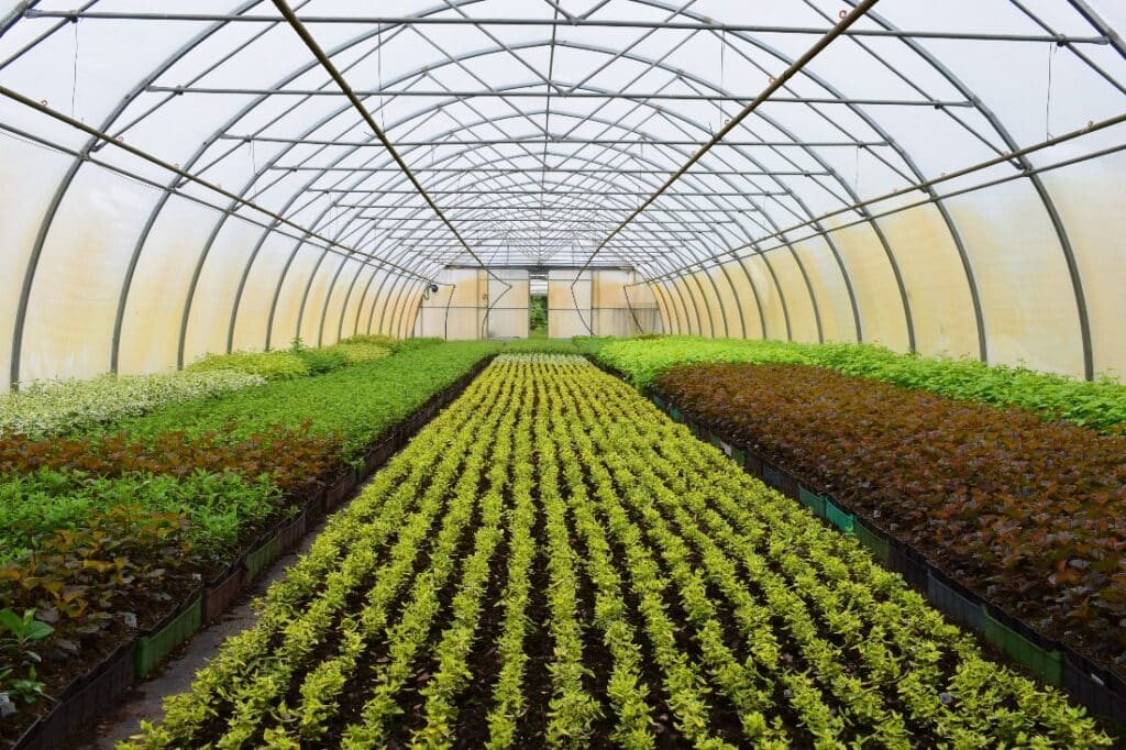 Tips to Help Greenhouse Growers Improve Production Planning