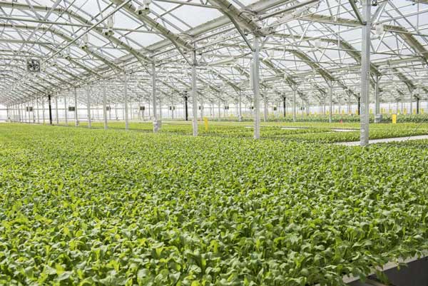 Greenhouse Plants