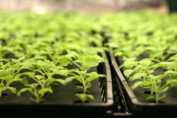 Seedlings