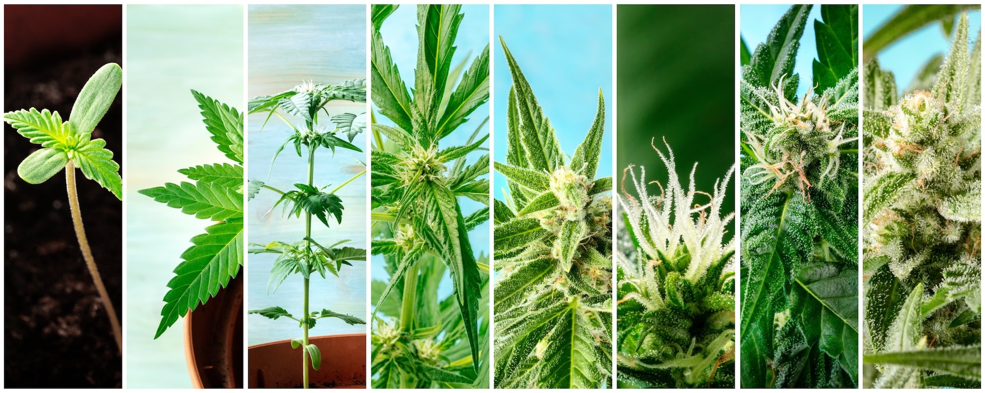 Cannabis