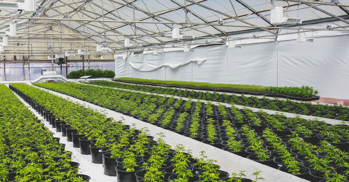 Greenhouse With Rows Of Cannabis Plants