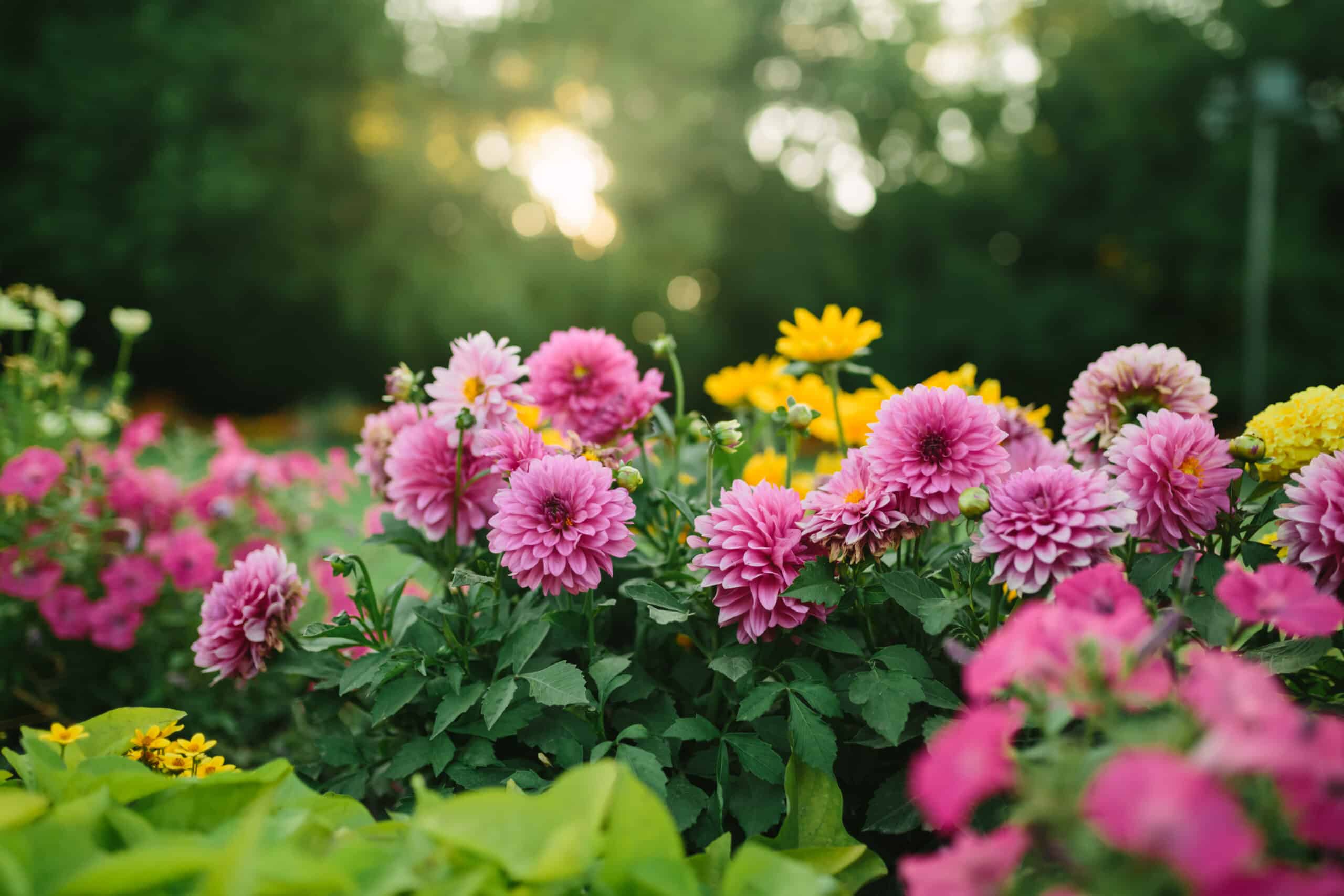 Adobestock Scaled