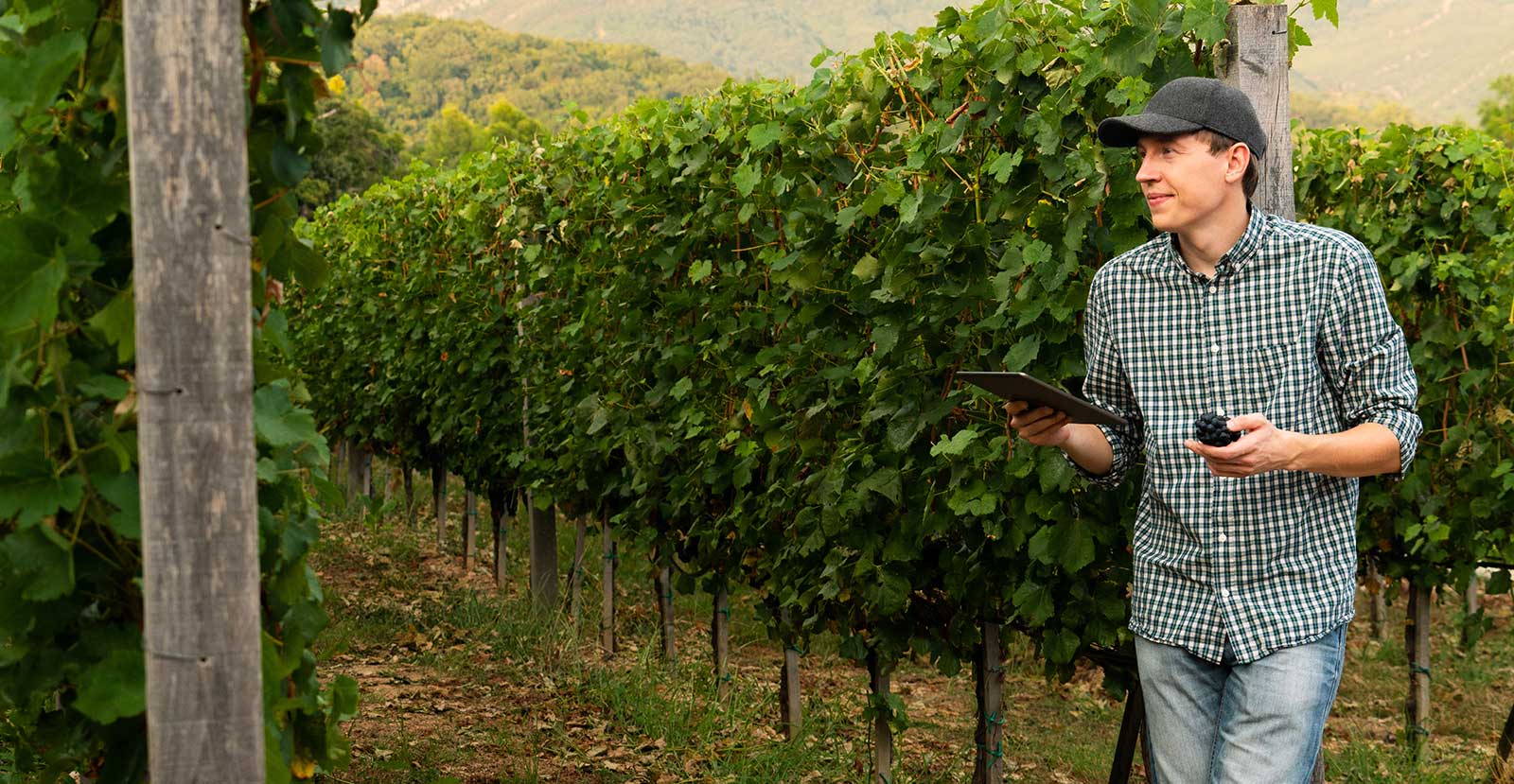 Vineyard Management Software