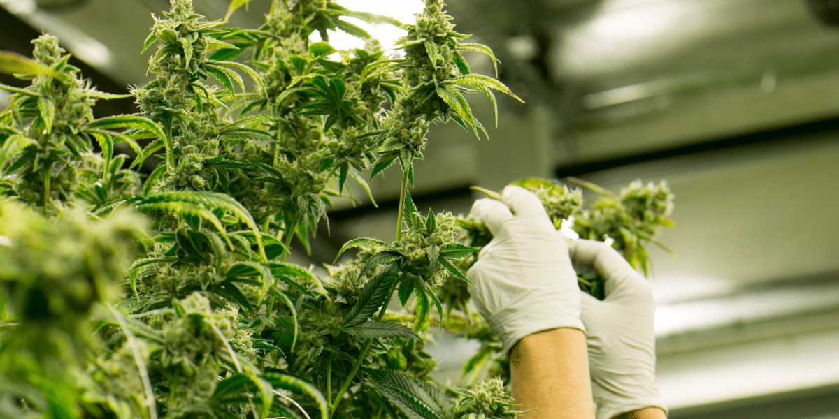 Cannabis compliance